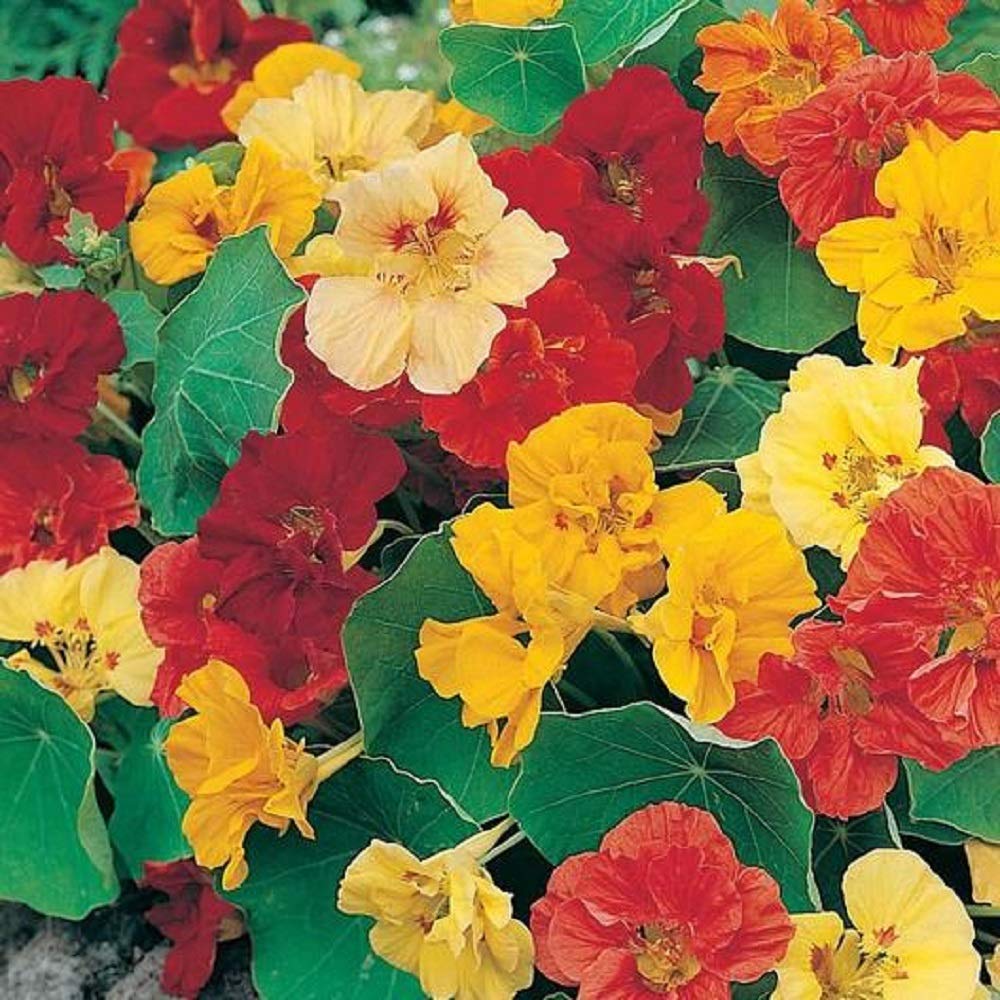 Seeds2Go Nasturtium Dwarf Jewel Bloom reveals warm tones, ideal for containers or beds in full sun.