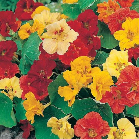 Seeds2Go Nasturtium Dwarf Jewel Bloom reveals warm tones, ideal for containers or beds in full sun.