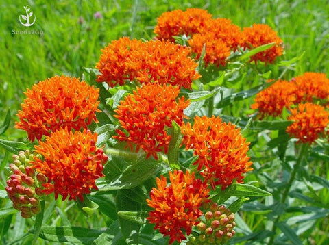 Seeds2Go orange butterfly milkweed seeds pack ready for spring planting to attract pollinators.