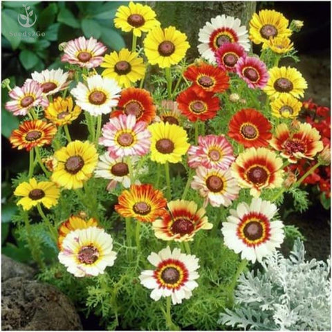 Seeds2Go Painted Daisy bloom close-up in bright multi-colors, ideal for borders.