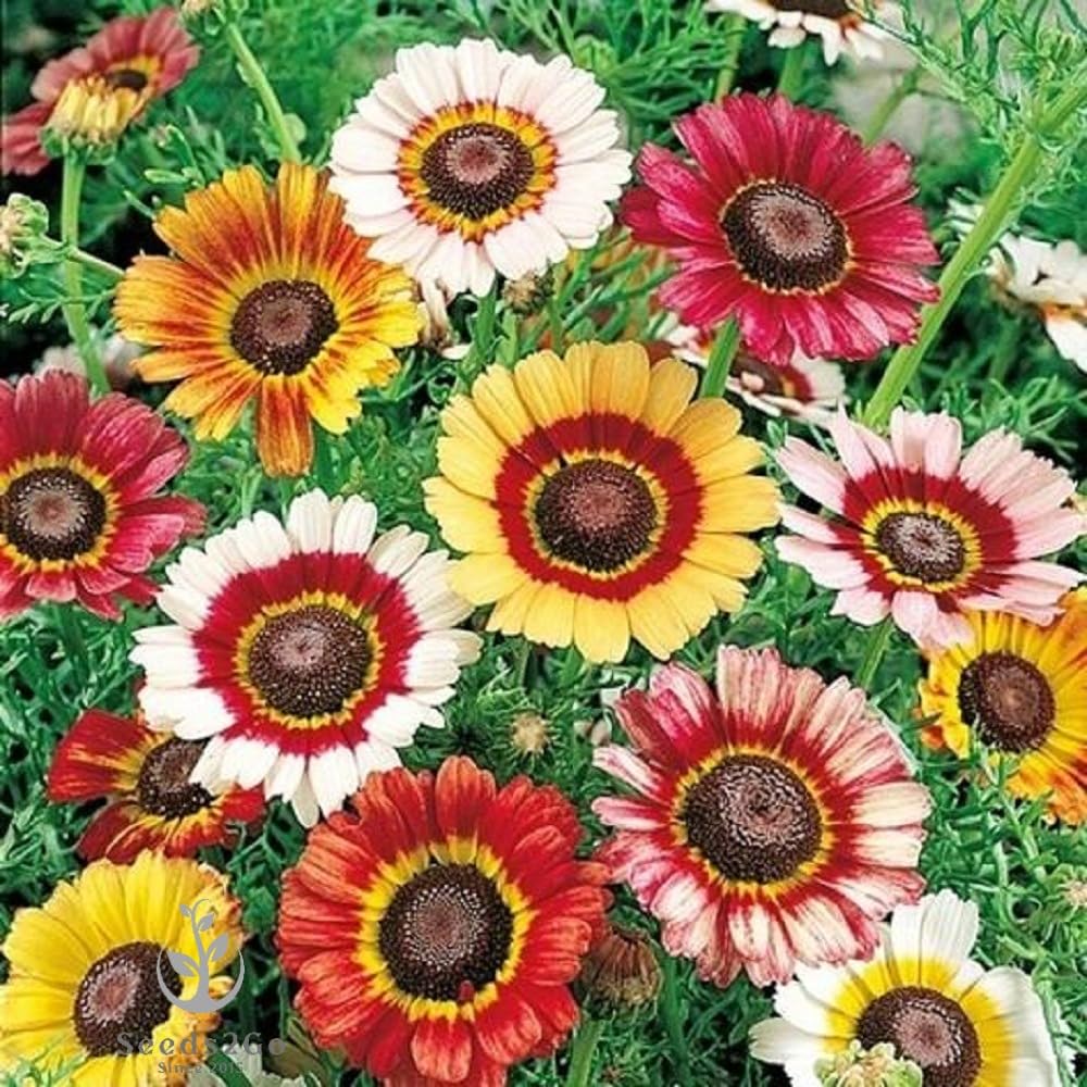 Seeds2Go Painted Daisy seed bunch in border display, perfect for fresh-cut flowers.
