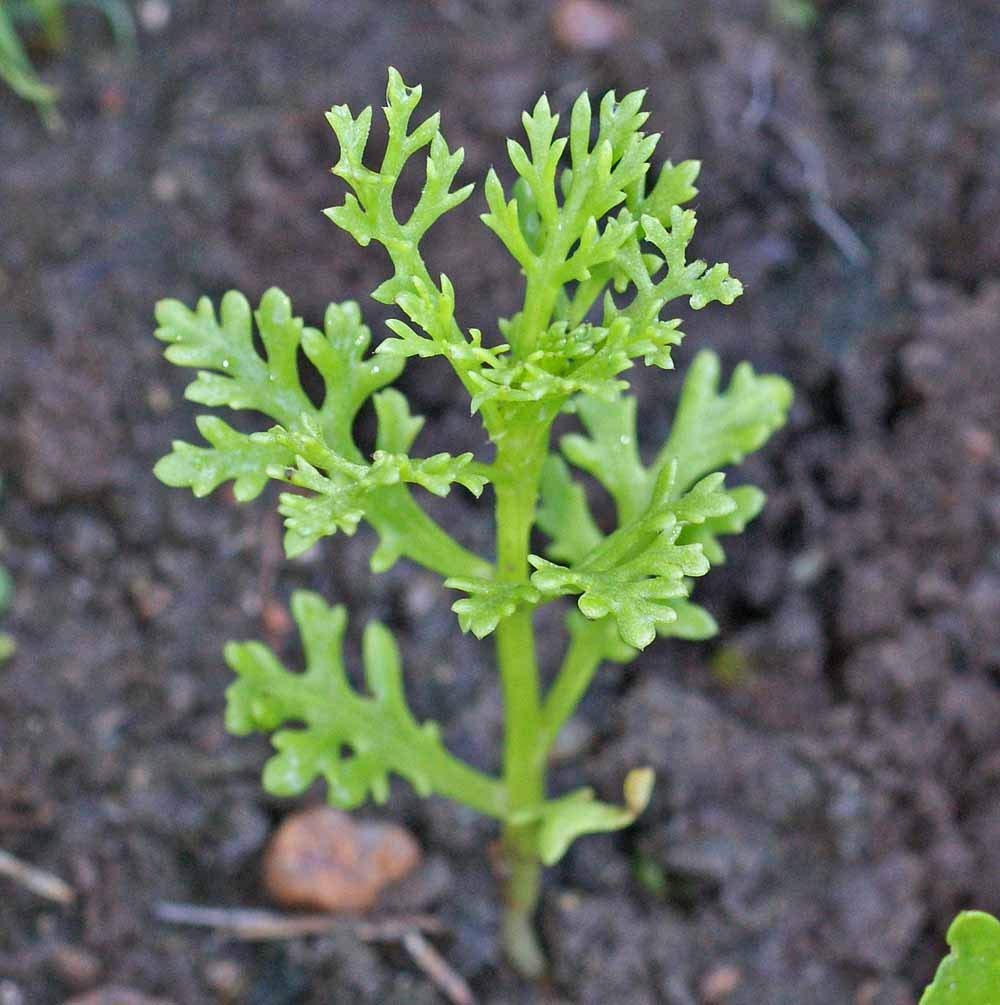 Seeds2Go Painted Daisy plant in sunlit garden bed showing bushier growth.