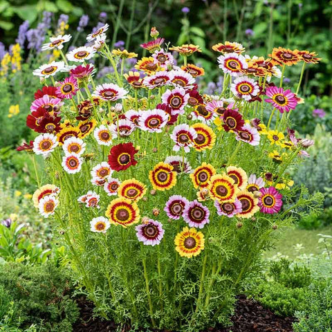 Seeds2Go Painted Daisy meadow scene with tall stems in naturalized field.