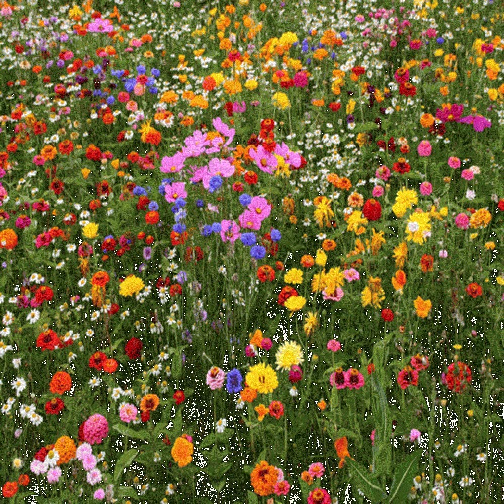Seeds2Go Premium wildflower seed mix in bloom, ideal for pollinator-friendly garden displays.