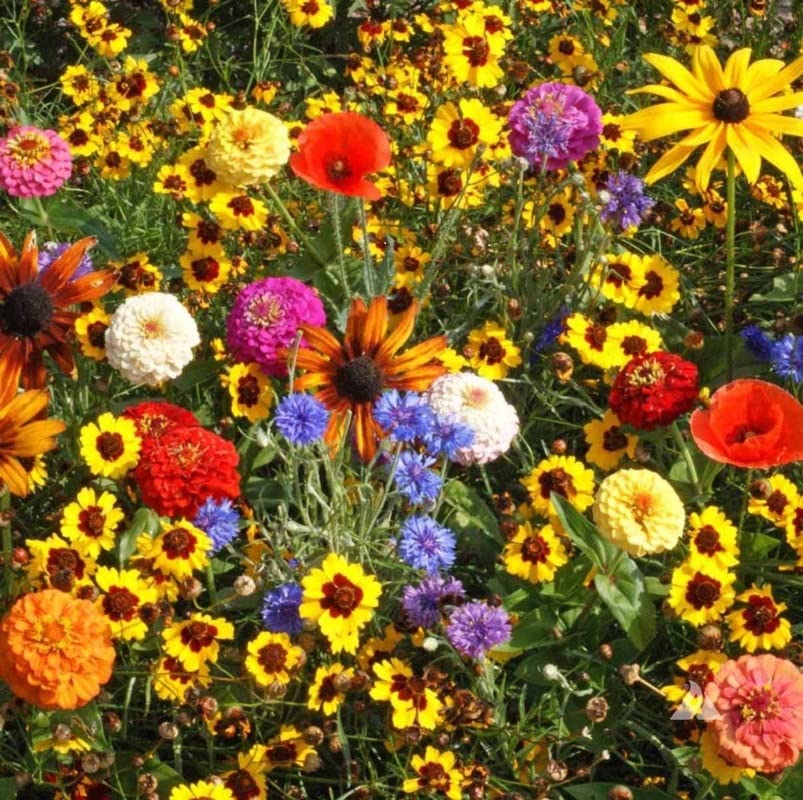 Seeds2Go Premium native wildflower seed mix packaging highlighting pure seeds for easy planting.