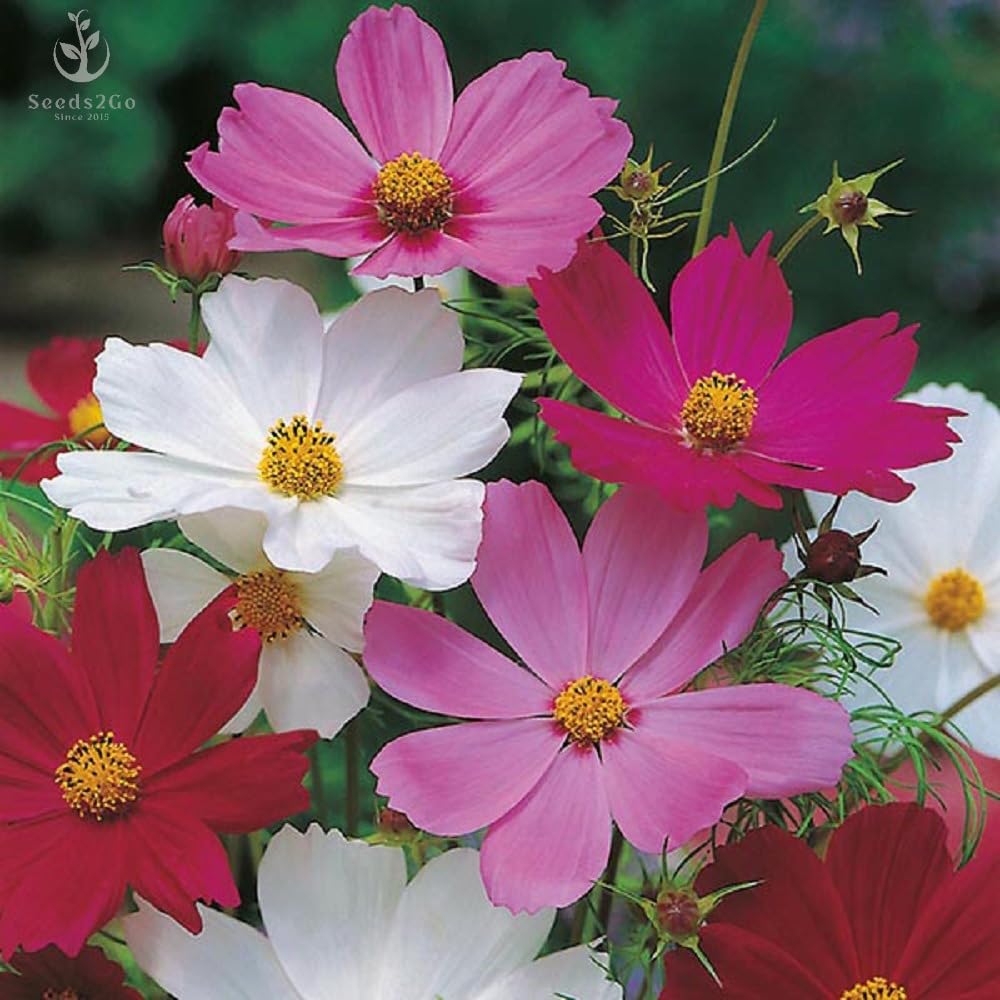 Seeds2Go Sensation Mix cosmos blooms form a vibrant border, ideal for cut-flower displays