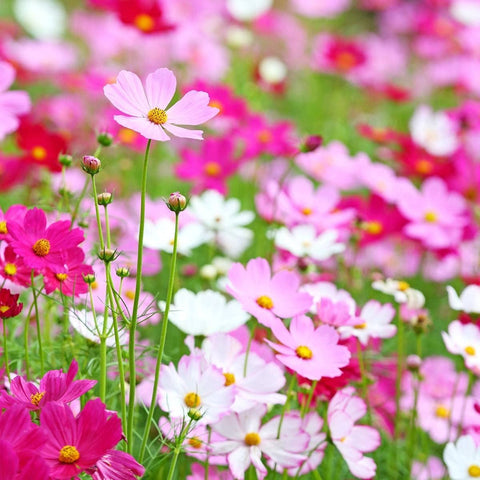 Seeds2Go Sensation Mix cosmos petals show vivid colors for bouquets