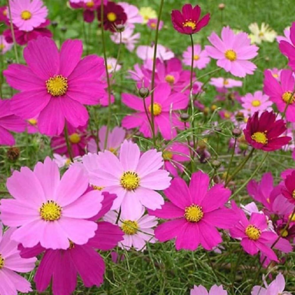 Seeds2Go Sensation Mix cosmos attracts bees and butterflies in garden spaces