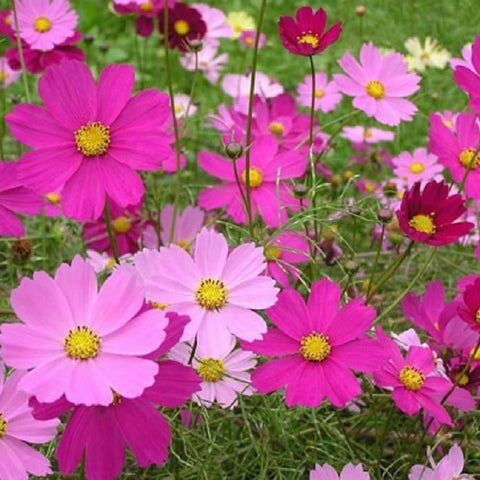 Seeds2Go Sensation Mix cosmos attracts bees and butterflies in garden spaces