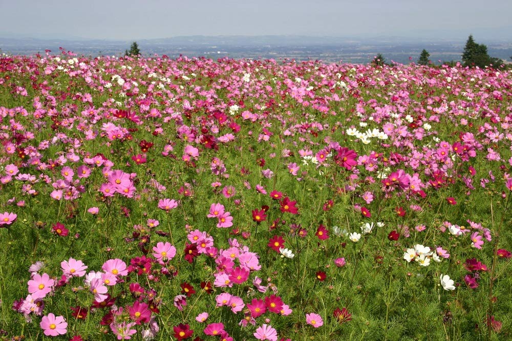 Seeds2Go Sensation Mix cosmos grows tall for back borders and seasonal hedges