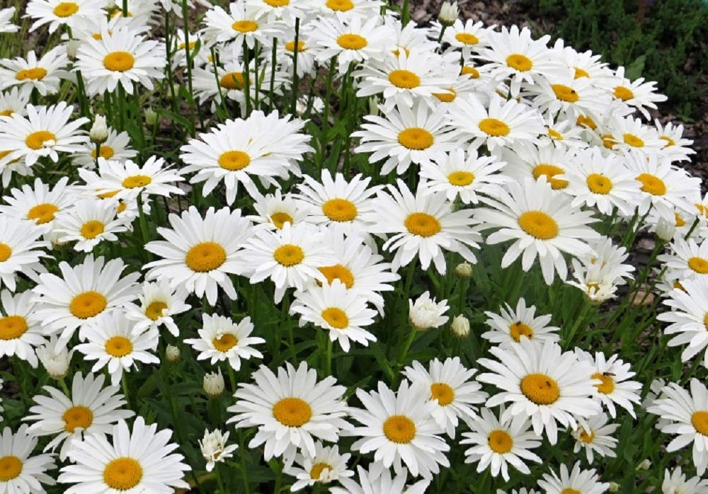 Seeds2Go Shasta Daisy Silver Princess foliage and compact height ideal for ground cover.