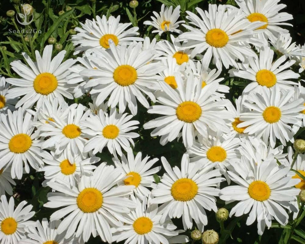 Seeds2Go Shasta Daisy Silver Princess naturalizing in sunny beds while attracting beneficial insects.
