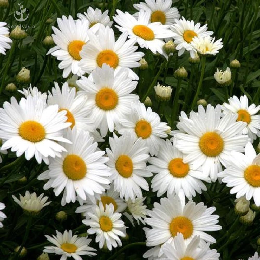 Seeds2Go Shasta Daisy Silver Princess bloom with white petals and yellow center for sunny borders.