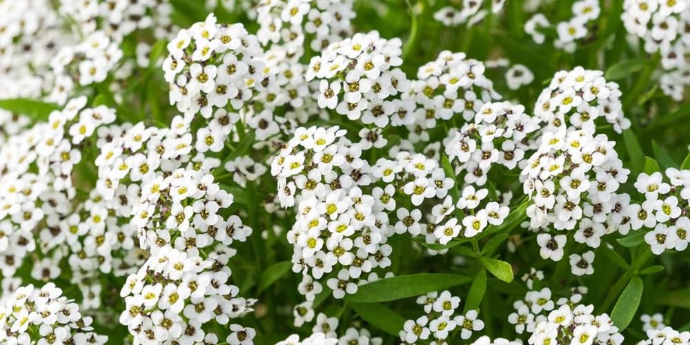 Seeds2Go Sweet Alyssum Carpet of Snow seeds for borders with fragrant white blooms.