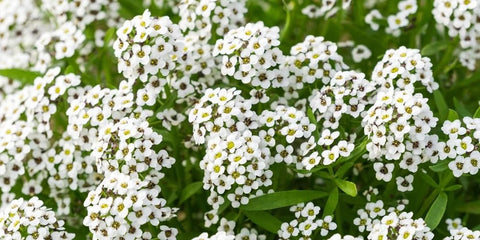 Seeds2Go Sweet Alyssum Carpet of Snow seeds for borders with fragrant white blooms.