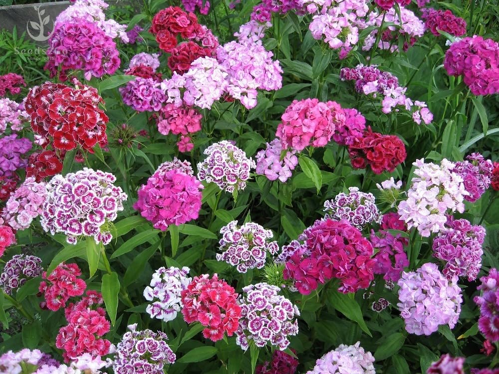 Seeds2Go Sweet William Dianthus blooms in clusters for vibrant border color.
