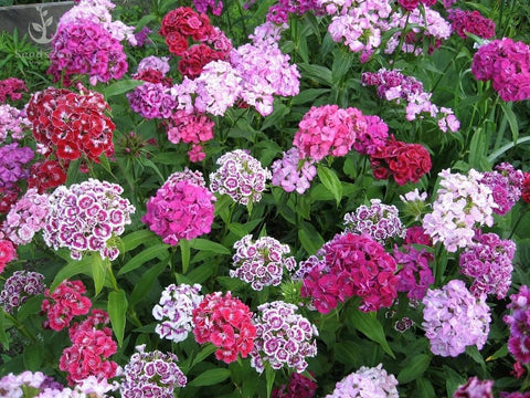Seeds2Go Sweet William Dianthus blooms in clusters for vibrant border color.
