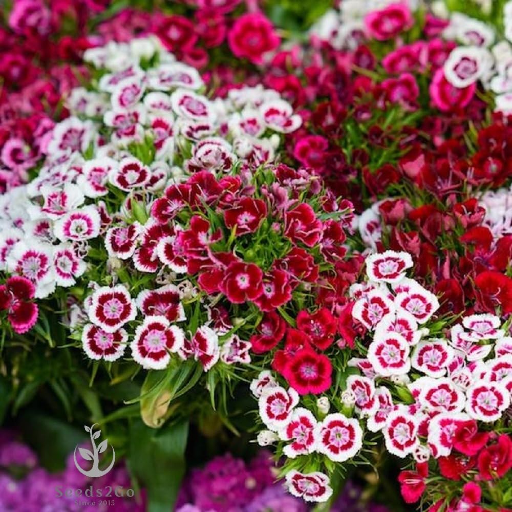 Seeds2Go Sweet William Dianthus double mix petals show two-tone color for bouquets.