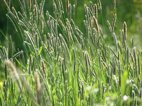 Seeds2Go Timothy hay production scene with multiple harvests and quality forage.