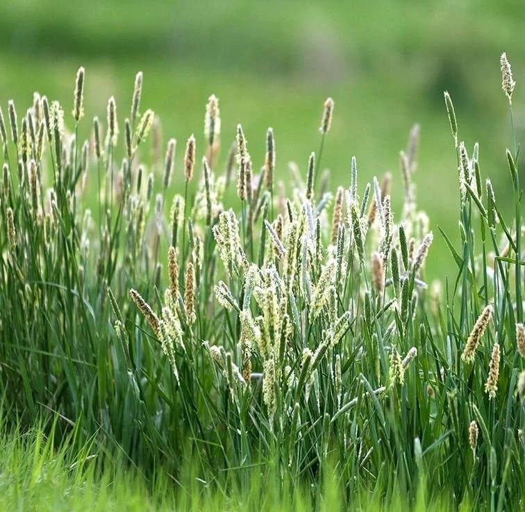 Seeds2Go Timothy pasture field highlighting grazing potential and high fiber yields.
