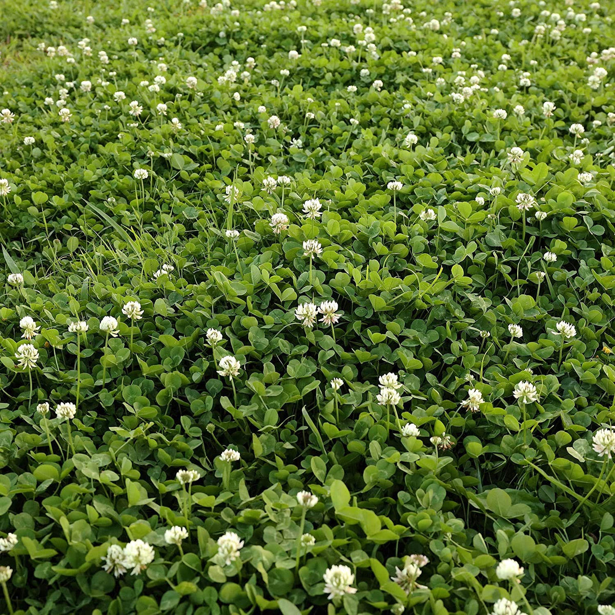 Seeds2Go white clover seeds nitro-coated packaging ready for quick sowing.