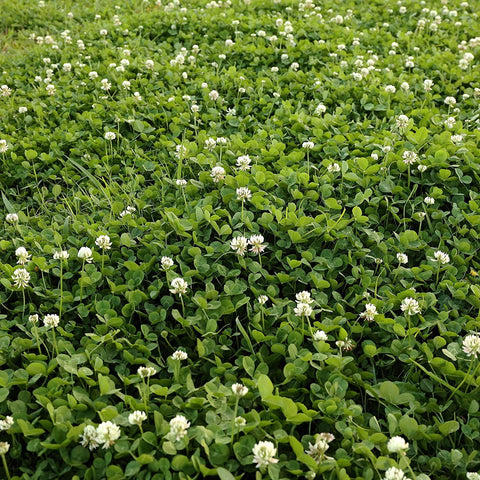 Seeds2Go white clover seeds nitro-coated packaging ready for quick sowing.