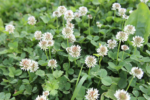 Seeds2Go white clover seeds nitro-coated pour shows uniform seeds for even germination.