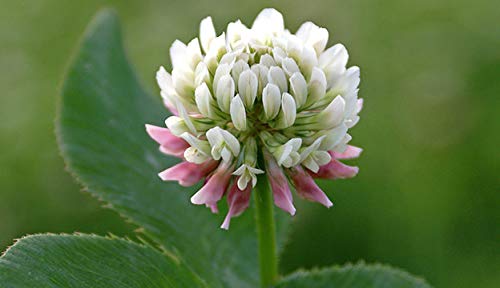 Seeds2Go white clover sun-loving patch reaching 8-12 inches tall.