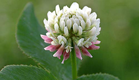 Seeds2Go white clover sun-loving patch reaching 8-12 inches tall.