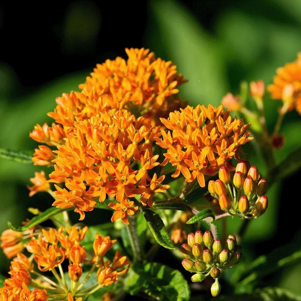 Seeds2Go wildlife-attracting milkweed invites bees, butterflies, and birds to native landscapes.