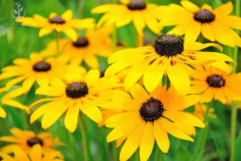 Seeds2Go yellow-daisy-blooms image showing vibrant color in wildflower meadows.