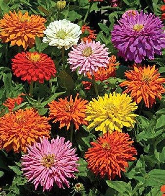 Seeds2Go Zinnia Cactus Flowered Mix color variations in a sunny bed attract butterflies.