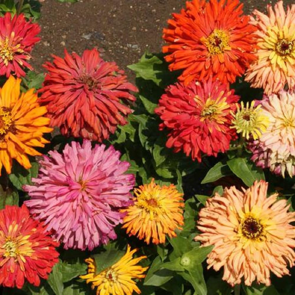 Seeds2Go Zinnia Cactus Flowered Mix in garden edging inviting bees and birds.
