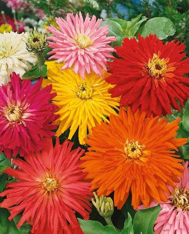 Seeds2Go Zinnia Cactus Flowered Mix close-up of quilled petals for dramatic late-summer blooms.