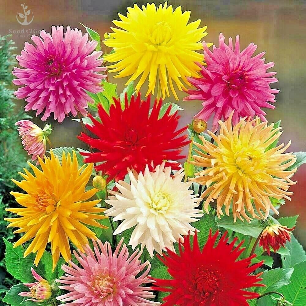 Seeds2Go Zinnia Cactus Flowered Mix seed packet showing vibrant colors for pollinator-friendly beds.