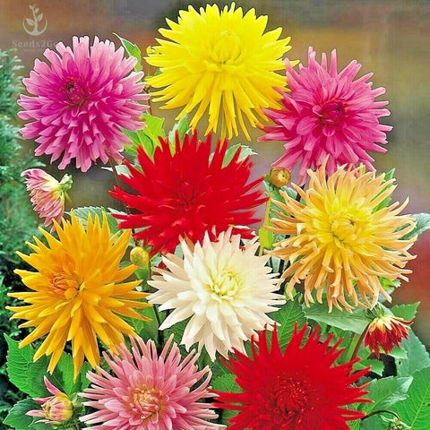 Seeds2Go Zinnia Cactus Flowered Mix seed packet showing vibrant colors for pollinator-friendly beds.