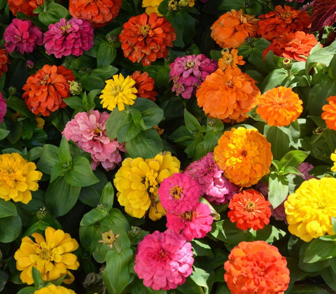 Seeds2Go Zinnia California Giant reaching up to three feet for garden height and impact