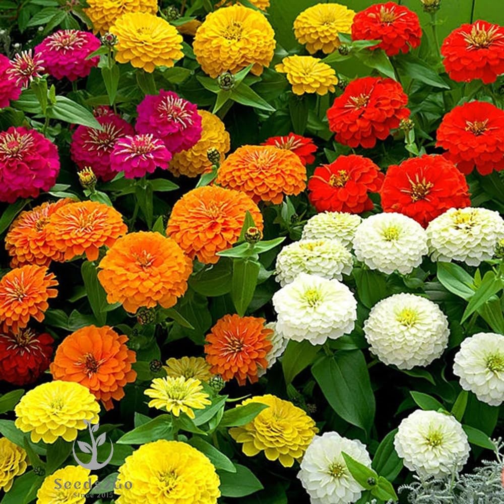 Seeds2Go Zinnia California Giant close-up of a massive 5-inch bloom for bold color.