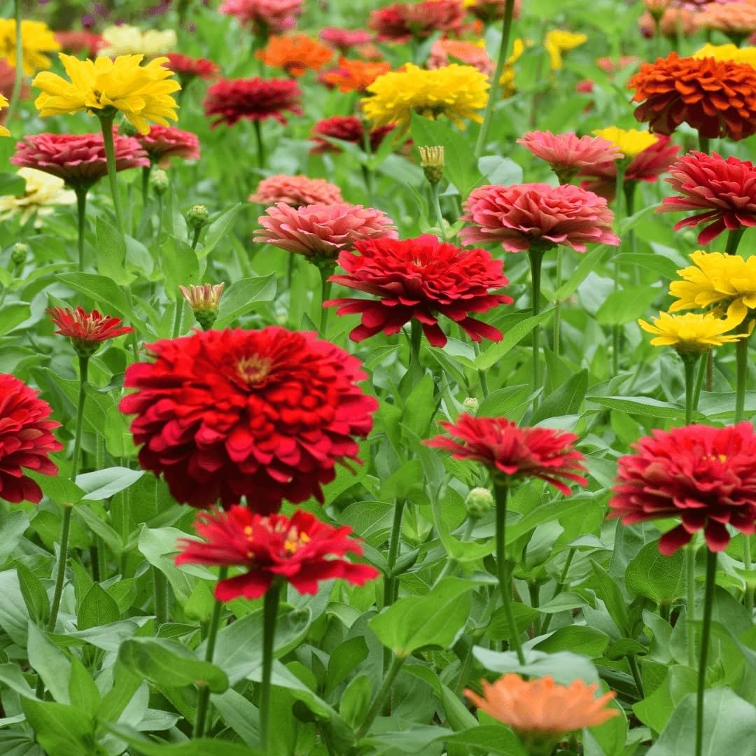 Seeds2Go Zinnia California Giant big doubles in bold colors for striking garden borders