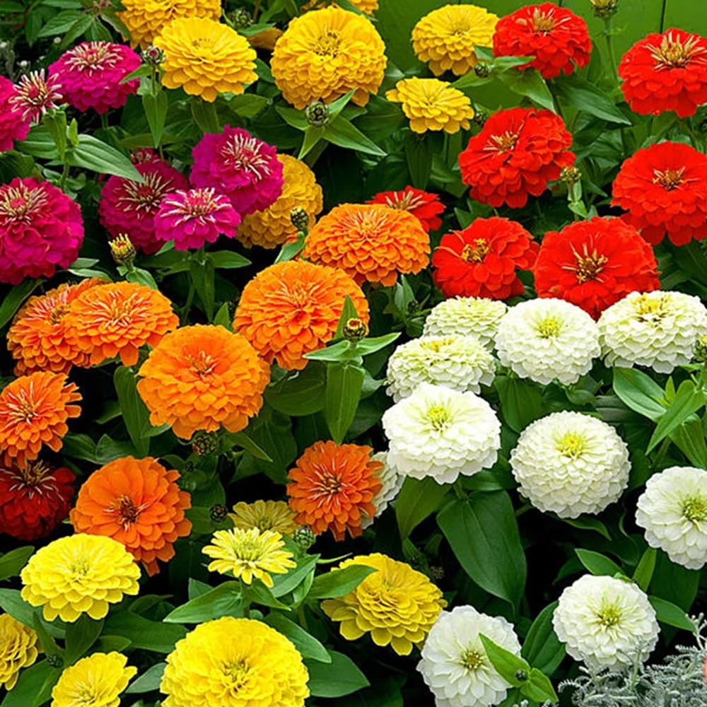 Seeds2Go Zinnia California Giant attracts butterflies and other pollinators in the garden