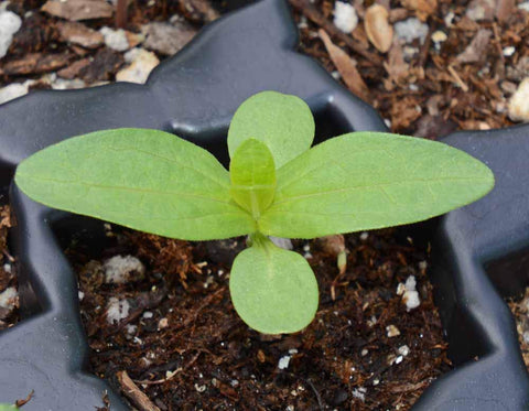 Seeds2Go Zinnia California Giant bulk seed bag offering great value for large projects