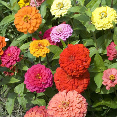 Seeds2Go Zinnia California Giants Mix is deer resistant for gardens.