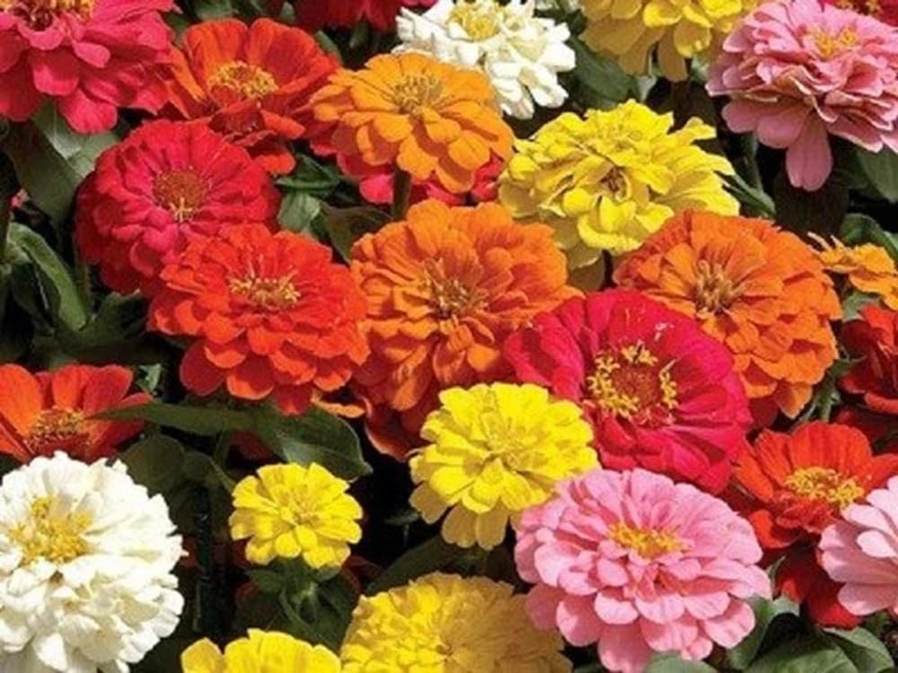 Seeds2Go Zinnia California Giants Mix with double blooms for bold borders.