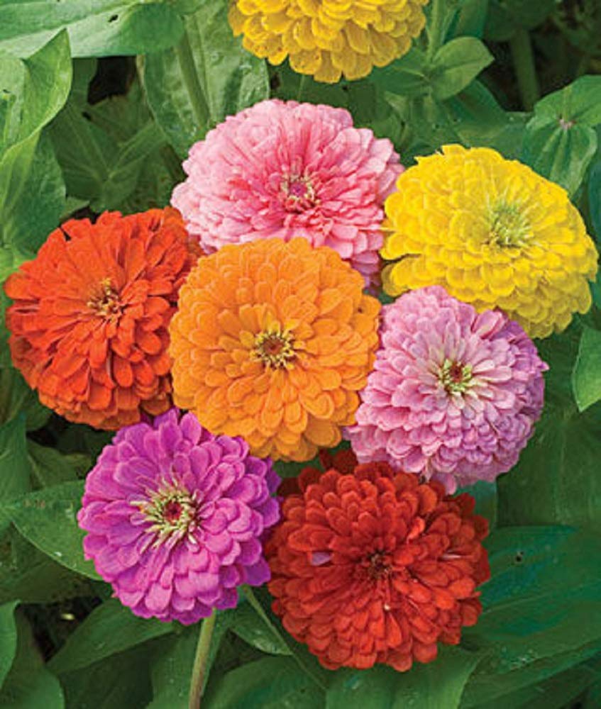 Seeds2Go Zinnia California Giants Mix thrives in sun for lasting color.