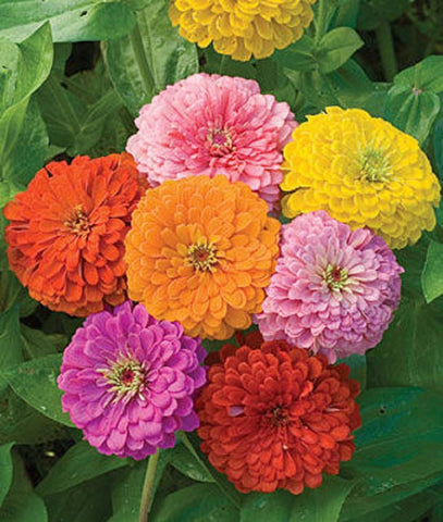 Seeds2Go Zinnia California Giants Mix thrives in sun for lasting color.