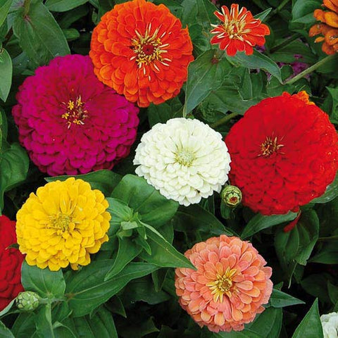 Seeds2Go Zinnia mix in a garden bed for bright, mixed-color display.