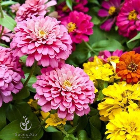 Seeds2Go zinnia multicolor flower clusters boost vibrant borders