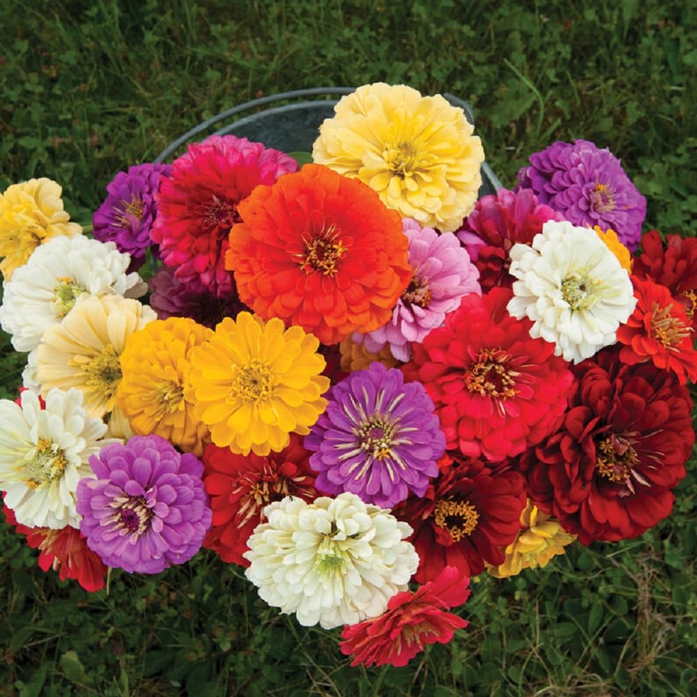 Seeds2Go zinnia pollinator-friendly bloom attracts butterflies and bees