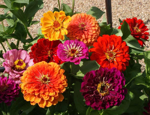Seeds2Go Zinnia attracting bees and butterflies in a sunny, pollinator-friendly setup.