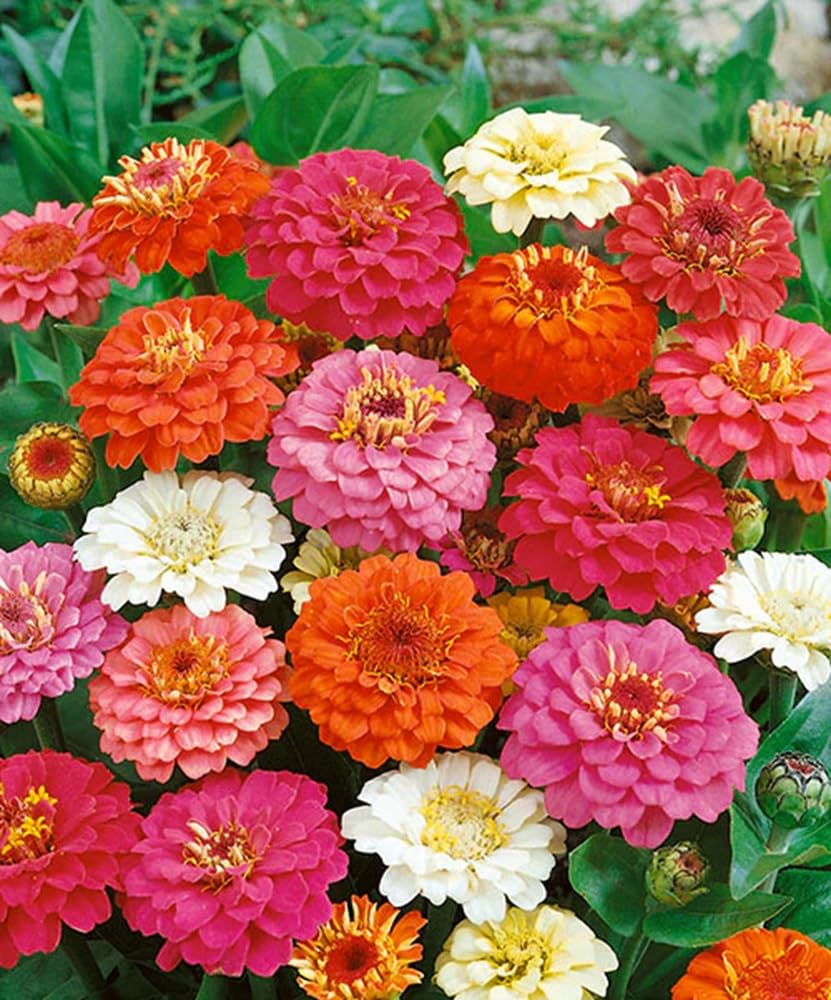 Seeds2Go Zinnia tall stems growing over 3 feet in full sun for borders or bouquets.